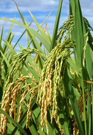 Compra e venda de arroz em casca e beneficiado